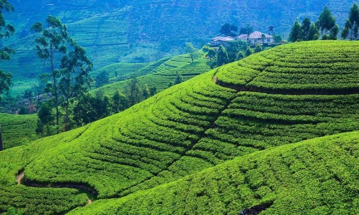 Tea Plantations in Sri Lanka